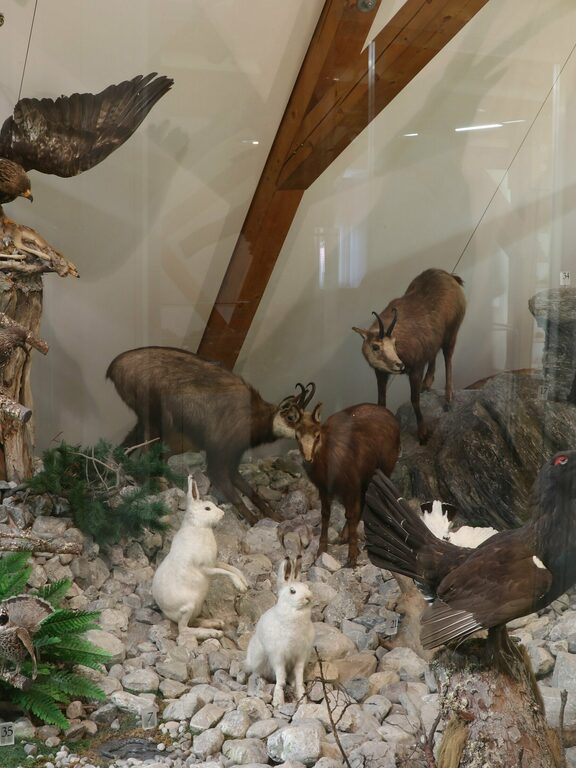 Tiere