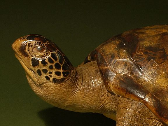 Trausnitz Schildkroete