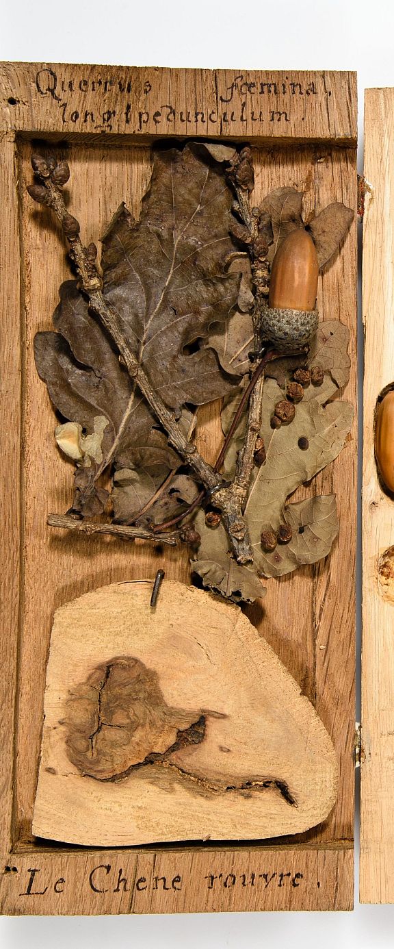 Holzbibliothek