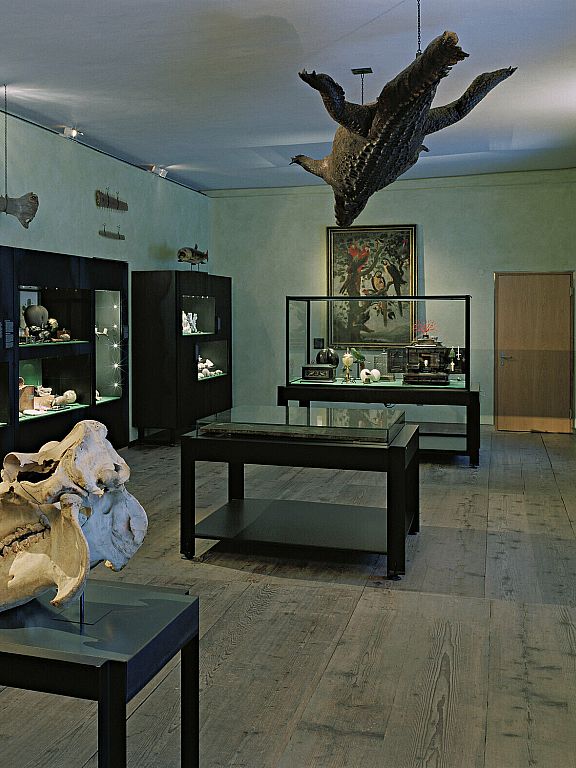 Saal der Naturalia Kunst und Wunderkammer Foto Jens Weber