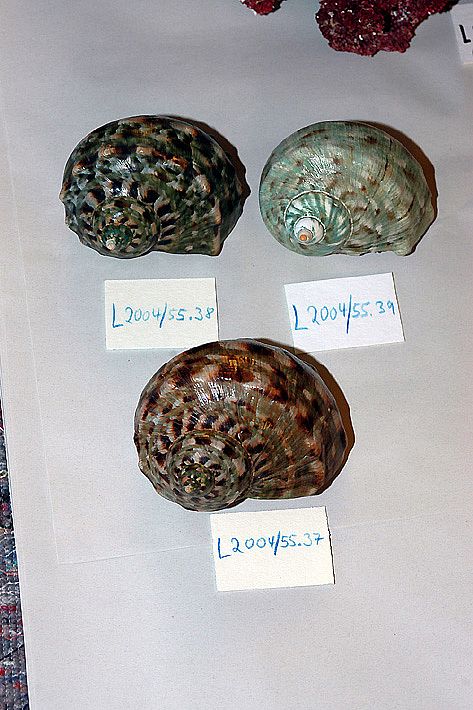 D20043