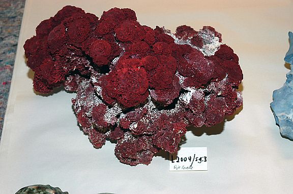 D20045