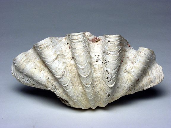 D24858