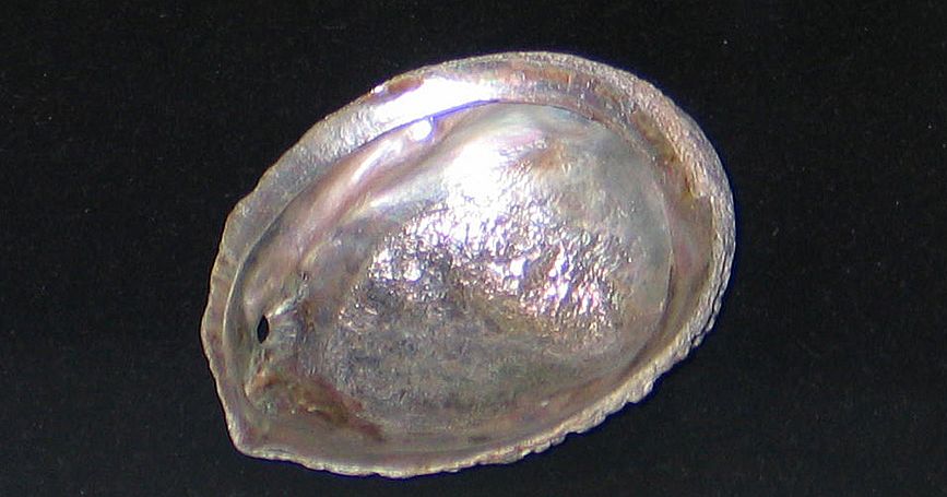 Rotes Seeohr (Haliotis rufescens) Bayerisches Nationalmuseum