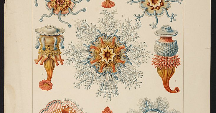 Druckgrafik Siphonophorae (Staatsquallen) Bayerisches Nationalmuseum