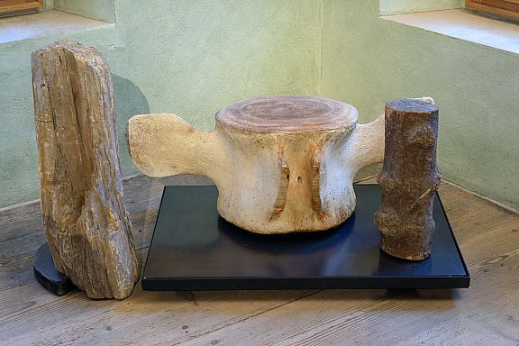 Baumstammstück mit eingewachsener Gehörnspitze - Bayerisches Nationalmuseum