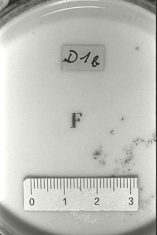 D12127